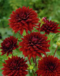 Buy cheap dahlia corms online. Dahlia Black Wizard Plants Flowers 99roots Com