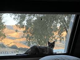 Lost cat Rayne Beau reunites with owners after two months