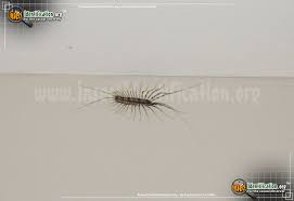 Other insects with many legs. House Centipede Scutigera Coleoptrata