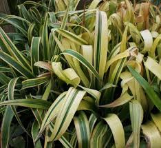 Queens tears or friendship plant has the botanical name billbergia nutans and it is a vigorous epiphytic ornamental plant. Billbergia Nutans Blondie Golden Queen Anne S Tears Plants Bromeliads Shade Perennials