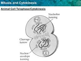 We did not find results for: This Cycle Consists Of Three Phases G1 S G2 Ppt Download
