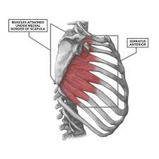 Anterior graphic of the shoulder. Crossfit Shoulder Muscles Part 2 Posterior Musculature