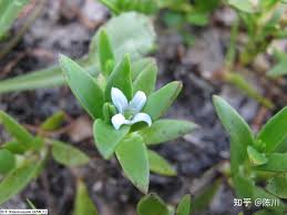Image result for Periglossum mackenii