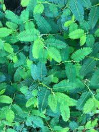 Image result for Chamaecrista falcinella