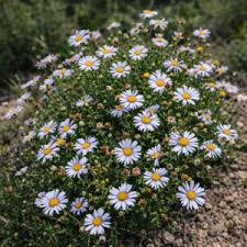 Image result for Felicia bechuanica