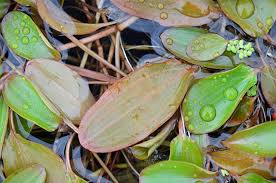 Image result for Potamogeton