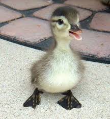 25 Fotos De Animales Bebes Que Derretiran Tu Corazon Ducks Animales Bebes Corazon Derretiran Ducks F Komik Hayvanlar Hayvan Yavrusu Hayvan Bebekler