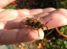 Was tust du wenn du bienen / wespen in der wohnung hast? Wissenswertes Uber Hornissen Nabu Oberberg