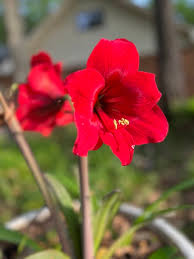 Image result for Hippeastrum