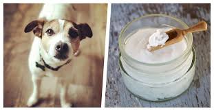 10 Raisons Pour Lesquelles L Huile De Noix De Coco Est Consideree Comme Bonne Pour Votre Chien Huile De Noix De Coco Coco Chat Noix De Coco