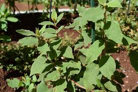 Image result for Cyathula cylindrica