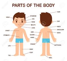 Human male anatomy diagram top electrical wiring diagram. My Body Human Body Parts Diagram On Cute Cartoon Boy Educational Royalty Free Cliparts Vectors And Stock Illustration Image 142792939