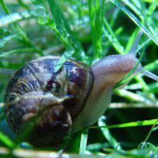 How to get rid of garden snail infestation. How To Get Rid Of Slugs And Snails Dengarden