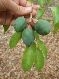 Image result for Canarium