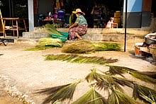 Thysanolaena Wikipedia