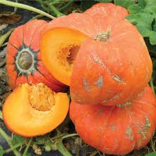 Your kabocha squash seedlings will be planted using the mound method, which is most common with other squash varieties as well as pumpkins and melons. Golden Butta Bowl F1 Hybrid Kabocha Winter Squash Seeds Ne Seed