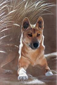 Dingo By Heidi Schwandt Garner Canine Art Pop Art Animals Dog Portraits