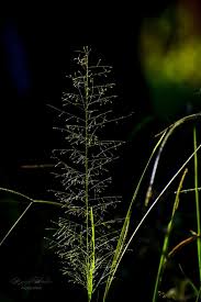 Image result for Sporobolus tenuissimus