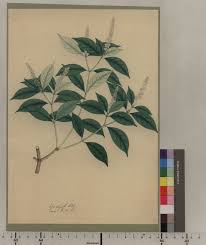 Image result for Chassalia umbraticola