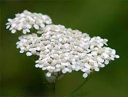 The Yarrow Flower Which Is A Member Of The Extensive Asteraceae Family Is Known By Many Names From Common Yarrow Yarrow Flower Plants Achillea Millefolium