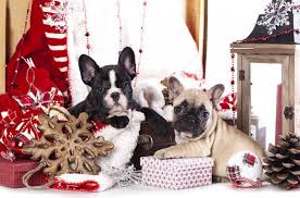 We did not find results for: Christmas Cute Puppies Background Best Stock Photos Toppng
