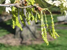 Latin oak tree) of the beech family, fagaceae. White Oak Purdue Fort Wayne
