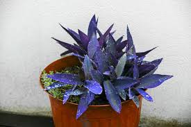 Image result for Tradescantia pallida