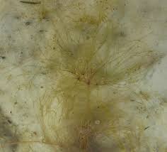 Image result for Eleocharis confervoides