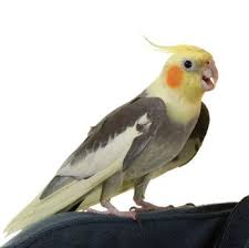3 Tricks Your Cockatiel Can Do Pet Birds By Lafeber Co Cockatiel Care Pet Birds Cockatiel