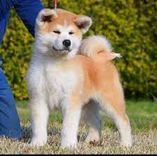 Akita Matagi Akita Puppies Akita Inu Puppy Akita Dog