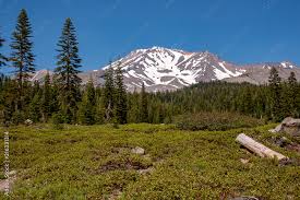 Bunny Flat Trailhead at Mt. Shasta, Snow Capped, Shasta County, California,  USA Stock Photo | Adobe Stock