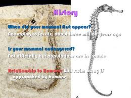 Either of two large northern marine mammals having ivory tusks and tough hide over thick blubber. Seahorses Ashley Schobert Ppt Download