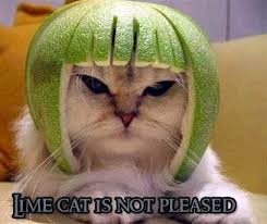 Trashcat Is Not Amused Know Your Meme
