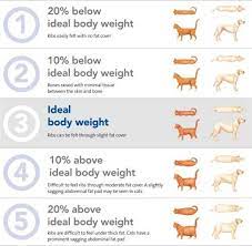 What Should I Feed My Dog Rspca Pet Insurance