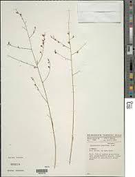 Image result for Schwenckia americana