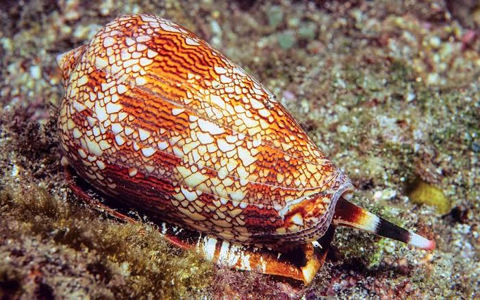 Cone Snails - Divers Alert Network