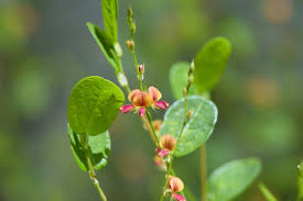 Image result for Alysicarpus glumaceus