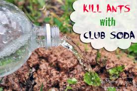 Most ants build their nests outside and come into your place in search of food—this is the most common kind of ant you'll see wandering around your home, says entomologist roberto m. Natural Ways To Kill Ants And Pests My Merry Messy Life