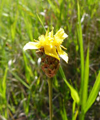 Image result for Xyris straminea