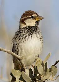 Birds That Start With Q In Spanish Spanish Sparrow Passer Hispaniolensis Greeting Card For Sale By Eyal Bartov Pet Birds Birds Butterflies Funny Birds