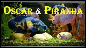 In tropical south america, where the species naturally resides, a. Pin On Places To Visit