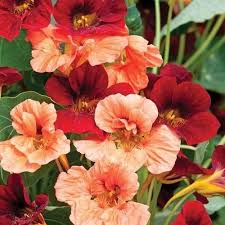 Glorious Mix Nasturtium Flower Seeds Gleam Annual 35 International Not Available Flower Seeds Nasturtium Flowers