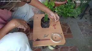 The propagation of moon cactus is not a simple one. Awptb8hb Nhhjm
