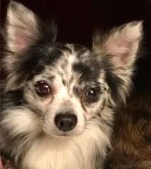 It's a lovely lovely place to visit. Adore Pet Rescue Orlando