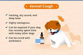 Dogs are beloved members of our families, and much like we worry about the health of our children and significant others, we also worry about the health of our precious pups. Dog Coughing Causes Natural Remedies Canna Pet