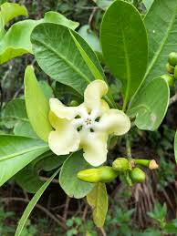 Image result for Voacanga chalotiana