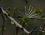 Image result for Maerua buxifolia