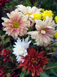 Check out our mums flower selection for the very best in unique or custom, handmade pieces from our craft supplies & tools shops. Are Mums Perennials Hgtv