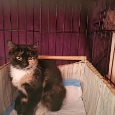 Nycpetnanny Catstoria Rescue On Instagram I Think I Have Taken In A Cat Every Day This Week This Needs To Stop Until Adoptions Hap Cats Adoption Rescue