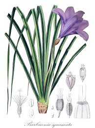 Image result for Xerophyta equisetoides